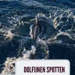 Dolfijnen zoeken