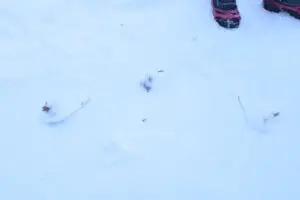 Dode sneeuwpetrel